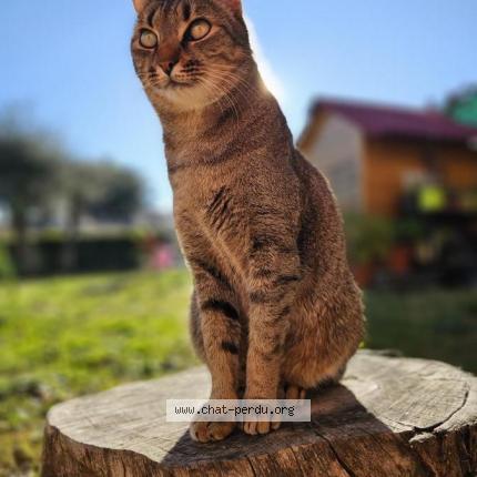 Photo de chat perdu à Montjoie En Couserans