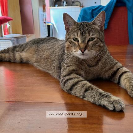 Photo de chat perdu à Marcoussis
