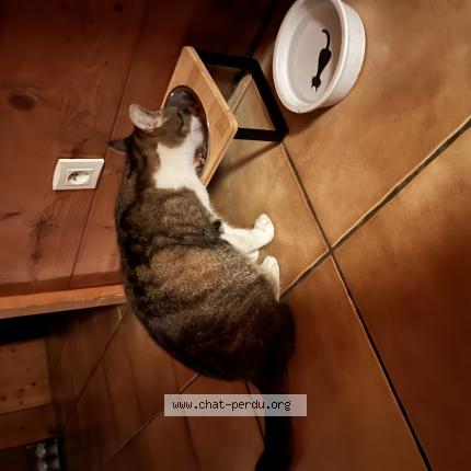 Photo de chat perdu à Reignier