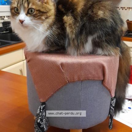 Photo de chat perdu à Chaville