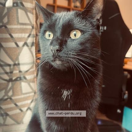 Photo de chat perdu à Ris Orangis