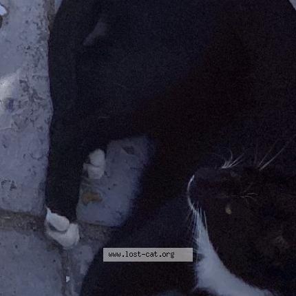 Photo 1/1 Tux Chat perdu à Cape town