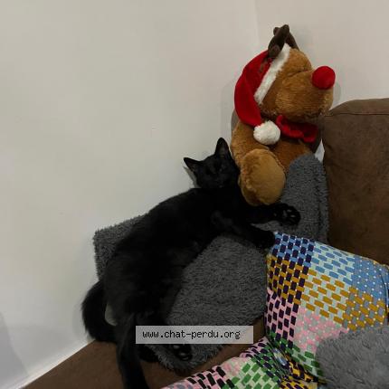 Photo 1/2 Chat retrouvé Perdu à Montchauvet