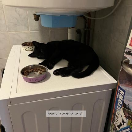 Photo 2/2 Chat retrouvé Perdu à Montchauvet