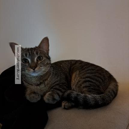 Photo de chat perdu à Verteillac