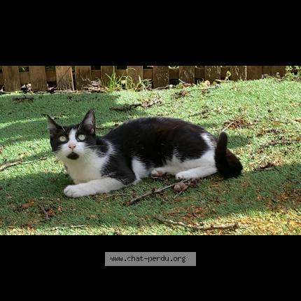 Photo 1/1 Chat retrouvé Perdu à Saint Denis