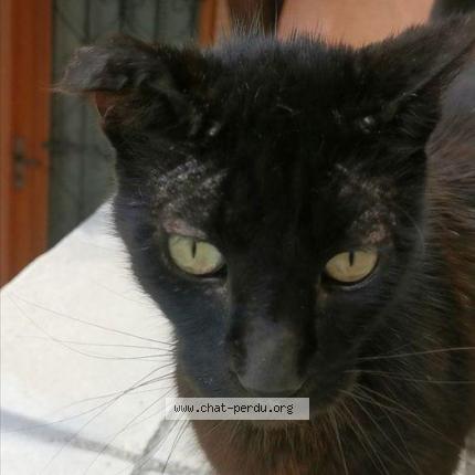 Photo de chat perdu à Roquebrune Sur Argens