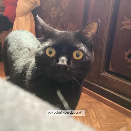 Photo de chat perdu à Strasbourg