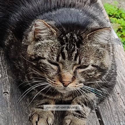 Photo 1/1 Chat retrouvé Perdu à Lille