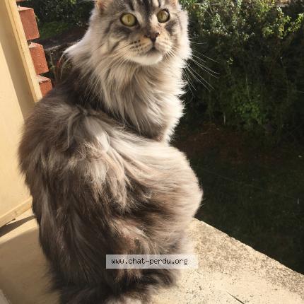 Photo de chat perdu à Toulouse