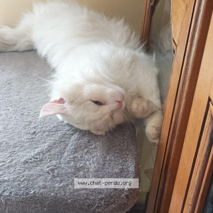 Photo 1/1 Rogue Chat perdu à Chavigny bailleuil