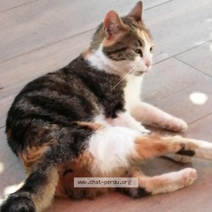 Photo de chat trouvé à Bages