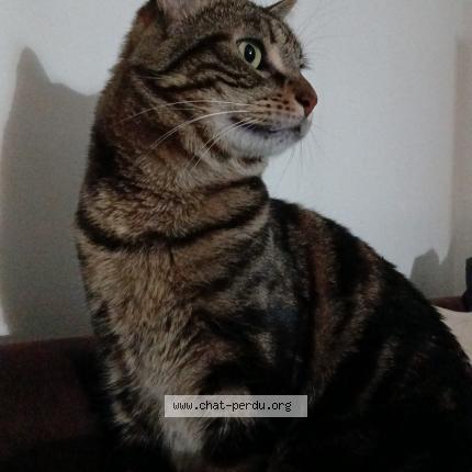 Photo 1/1 Chat retrouvé Perdu à Schiltigheim
