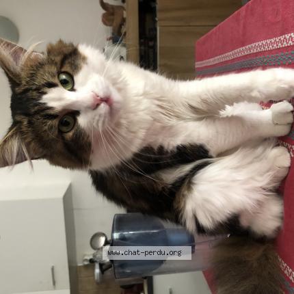 Photo de chat perdu à Saint Amand Les Eaux