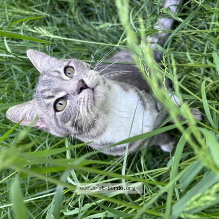 Photo de chat perdu à Vandoeuvre Les Nancy