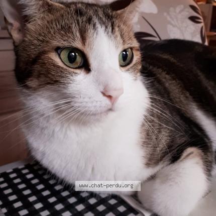 Photo de chat perdu à Denain