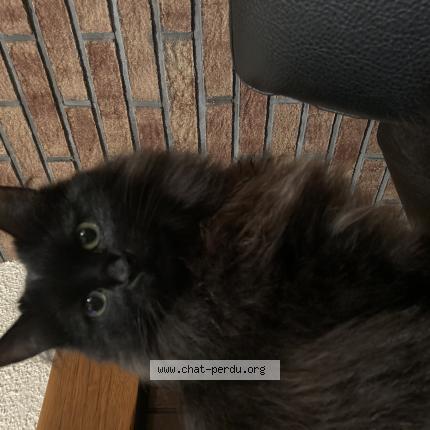 Photo 1/1 Chat retrouvé Perdu à Loison Sous Lens