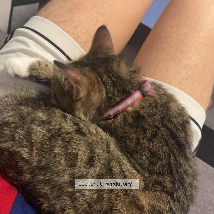 Photo de chat perdu à Orleans