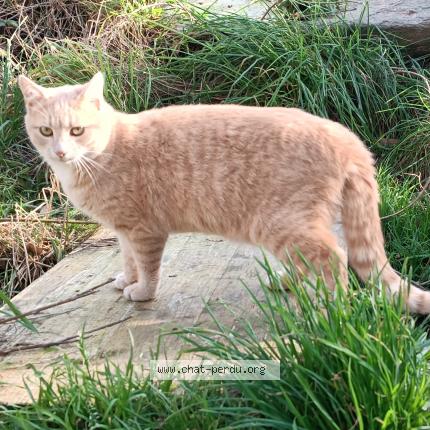 Photo 1/1 Ubu Chat perdu à Saint malo