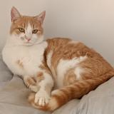 Photo de chat perdu à Saint Malo