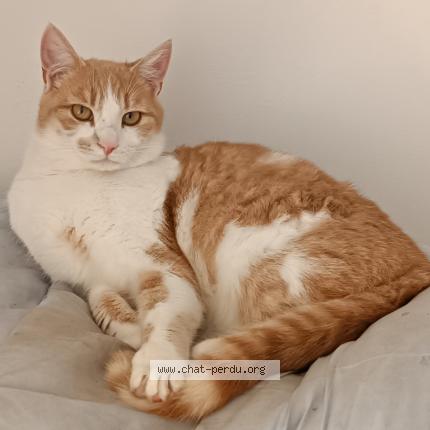 Photo 1/1 Ulysse Chat perdu à Saint malo