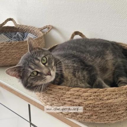 Photo 1/1 Toupie Chat perdu à Valognes