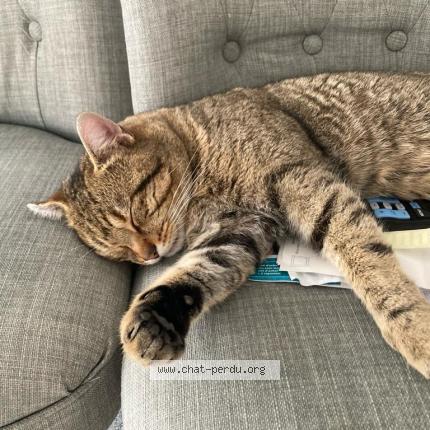 Photo de chat perdu à Fegersheim