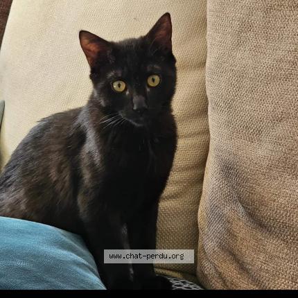 Photo de chat perdu à Aix En Provence
