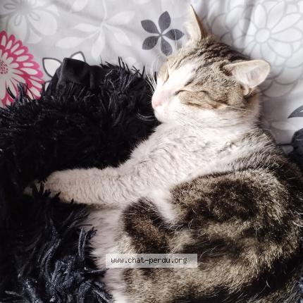 Photo de chat perdu à La Rochefoucauld