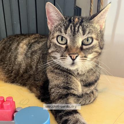 Photo de chat perdu à La Balme Les Grottes