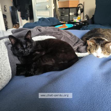 Photo 1/1 OSIRIS Chat perdu à Chartres