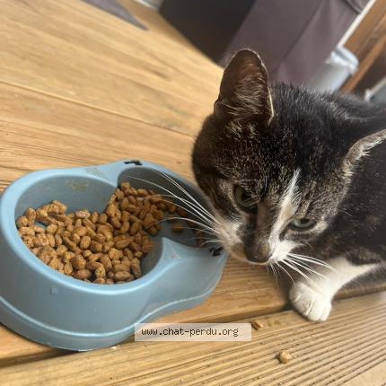 Photo de chat trouvé à Breuil Le Sec