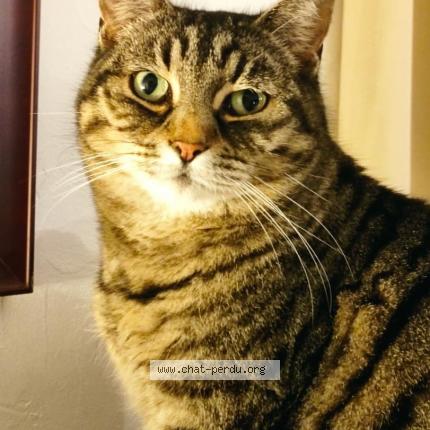 Photo 1/1 Muraine Chat perdu à Blodelsheim