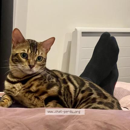 Photo de chat perdu à Limeil Brevannes