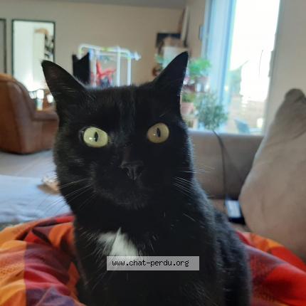 Photo de chat perdu à Oree D Anjou