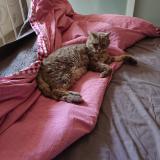 Photo de chat perdu à Houilles