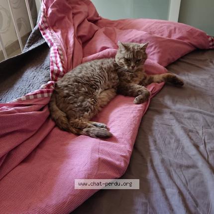 Photo 1/1 Chat retrouvé Perdu à Houilles