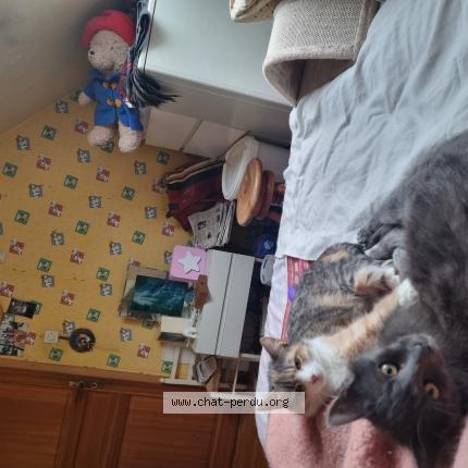 Photo 1/1 Misty Chat perdu à Richwiller