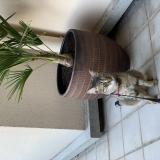 Photo de chat perdu à Saint Cyr L Ecole