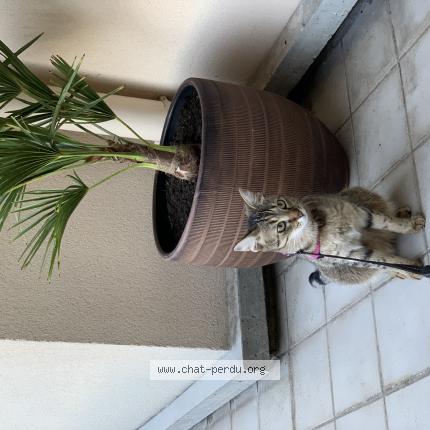 Photo 1/1 Chat retrouvé Perdu à Saint cyr l ecole