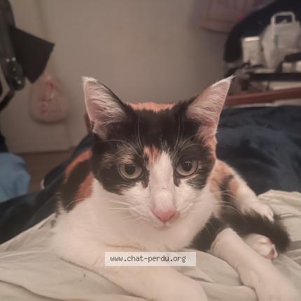 Photo de chat perdu à Montpellier