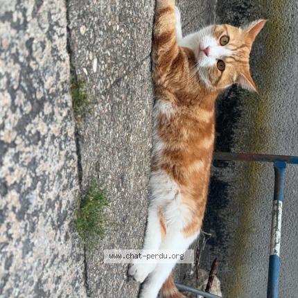 Photo de chat perdu à Villefranche Sur Saone