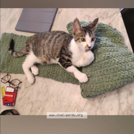 Photo de chat perdu à Bressols