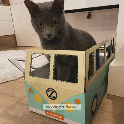 Photo de chat perdu à Chatenay Malabry