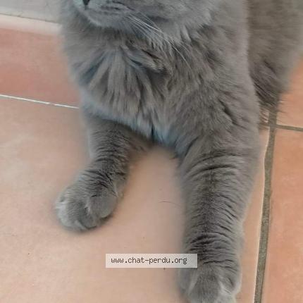 Photo 1/1 Chat retrouvé Perdu à St Maximin