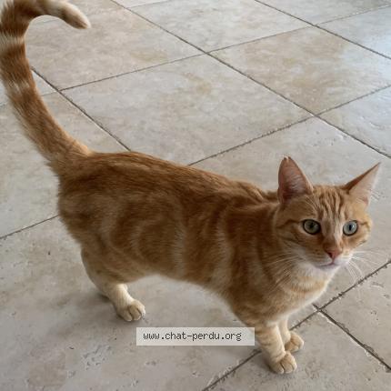 Photo de chat trouvé à Valanjou