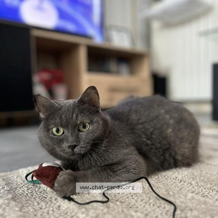 Photo de chat perdu à Juzennecourt
