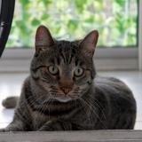 Photo de chat perdu à Bordeaux