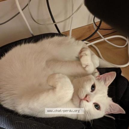 Photo de chat perdu à Argonay