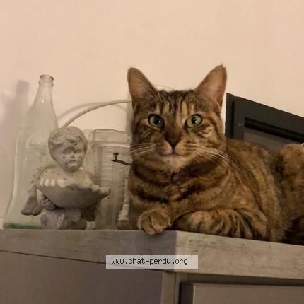 Photo de chat perdu à Plan De Cuques